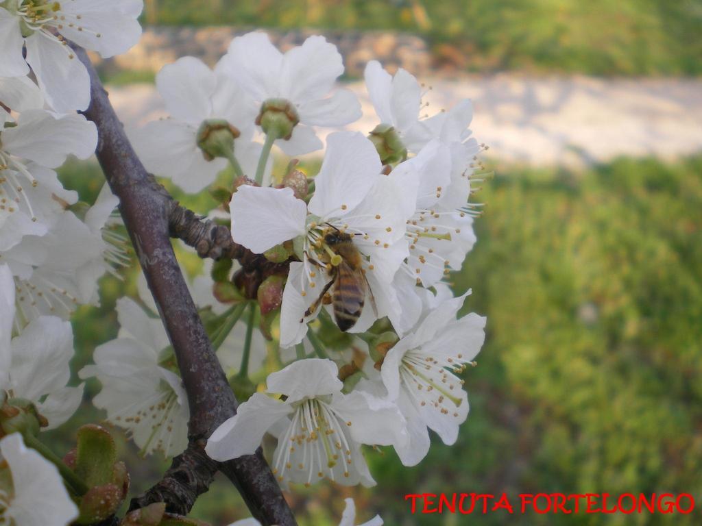 Tenuta Fortelongo Fara Vicentino ภายนอก รูปภาพ