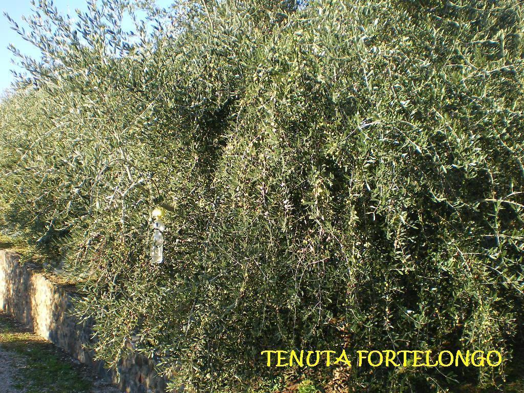 Tenuta Fortelongo Fara Vicentino ภายนอก รูปภาพ