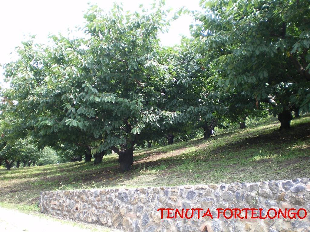 Tenuta Fortelongo Fara Vicentino ภายนอก รูปภาพ